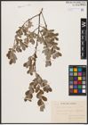 Foto von Salix aurita L. x Salix repens L.